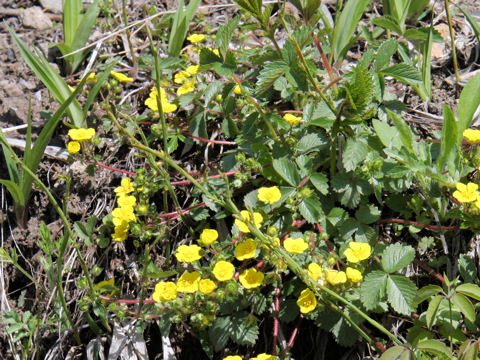 Potentilla stolonifera