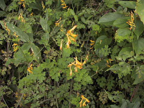 Corydalis ochotensis