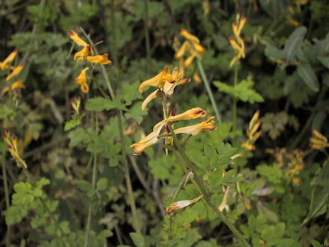 Corydalis ochotensis