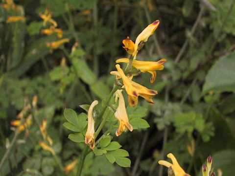 Corydalis ochotensis