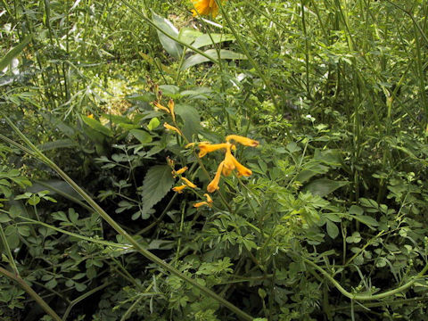 Corydalis ochotensis