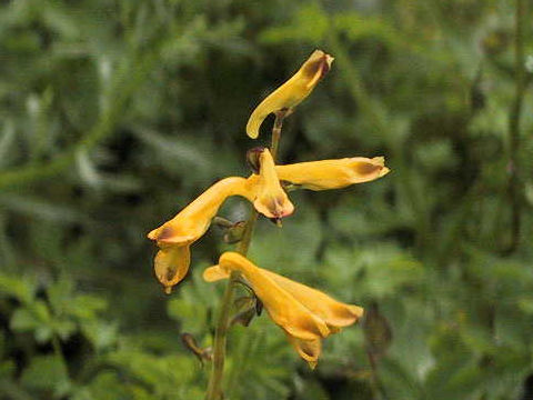 Corydalis ochotensis