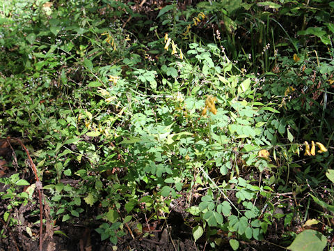 Corydalis ochotensis