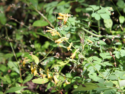 Corydalis ochotensis