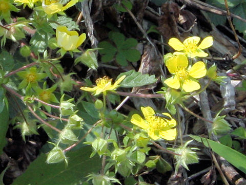 Potentilla yokusaiana