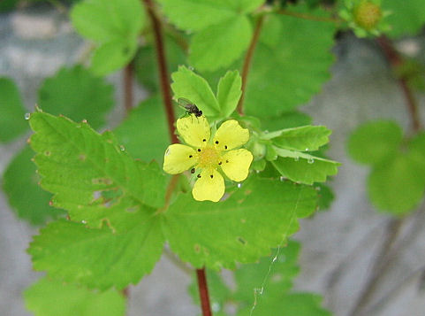 Potentilla yokusaiana