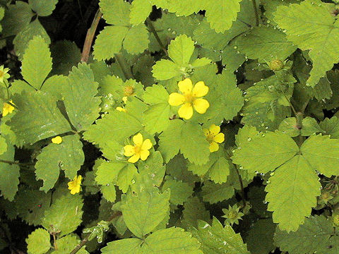 Potentilla yokusaiana