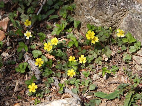 Potentilla yokusaiana