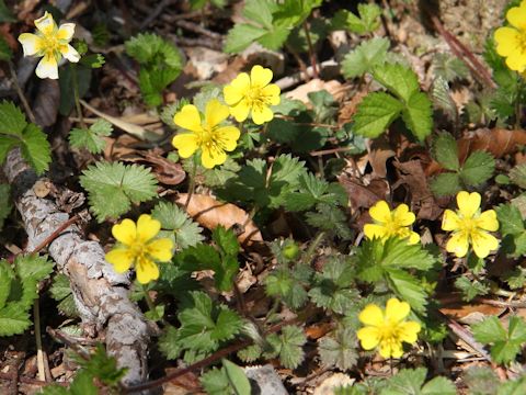 Potentilla yokusaiana