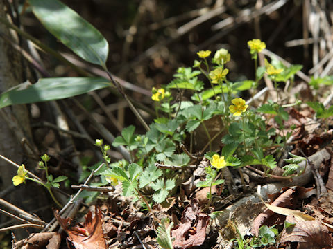 Potentilla yokusaiana