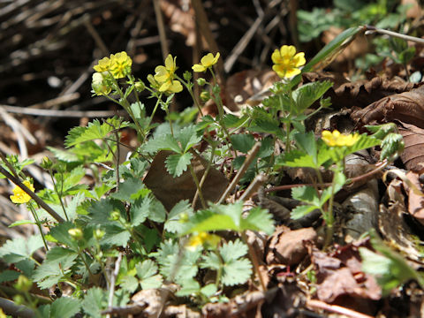 Potentilla yokusaiana