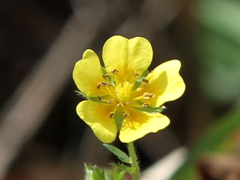 Potentilla yokusaiana