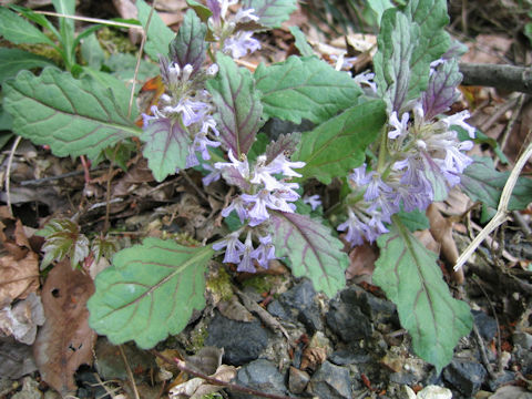 Ajuga yezoensis var. tsukubana