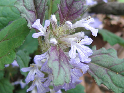 Ajuga yezoensis var. tsukubana