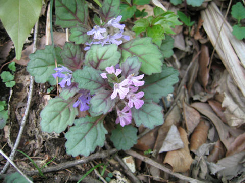 Ajuga yezoensis var. tsukubana