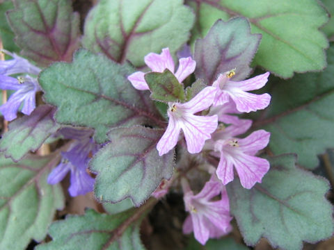 Ajuga yezoensis var. tsukubana