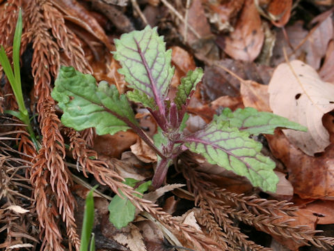 Ajuga yezoensis var. tsukubana