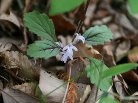 Ajuga yezoensis var. tsukubana