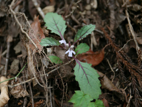 Ajuga yezoensis var. tsukubana