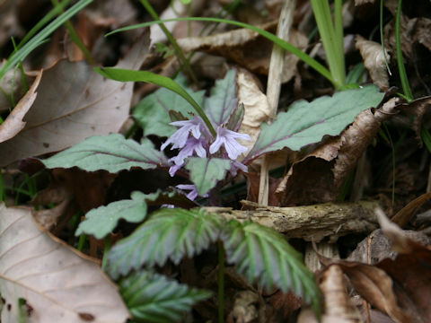 Ajuga yezoensis var. tsukubana