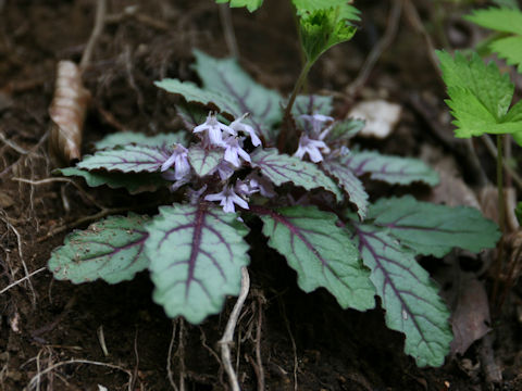 Ajuga yezoensis var. tsukubana