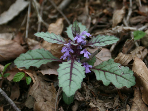 Ajuga yezoensis var. tsukubana