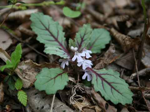 Ajuga yezoensis var. tsukubana