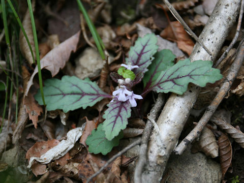 Ajuga yezoensis var. tsukubana