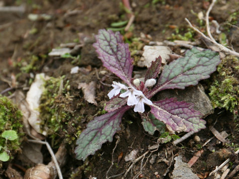 Ajuga yezoensis var. tsukubana