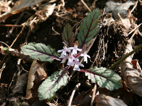 Ajuga yezoensis var. tsukubana