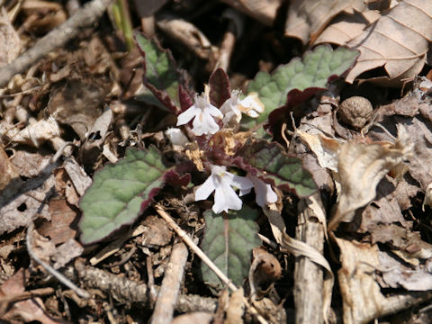 Ajuga yezoensis var. tsukubana