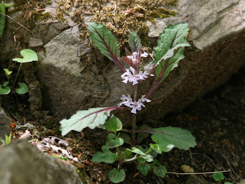 Ajuga yezoensis var. tsukubana