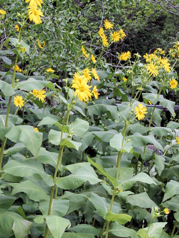 Silphium perfoliatum