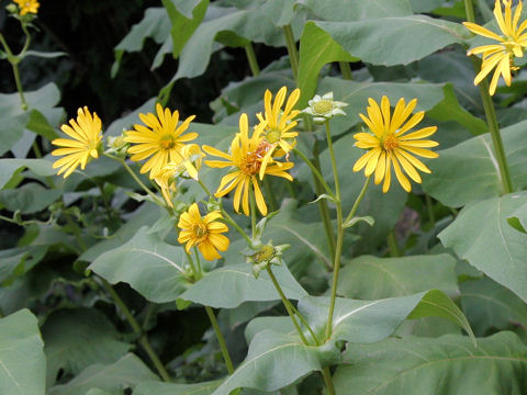 Silphium perfoliatum