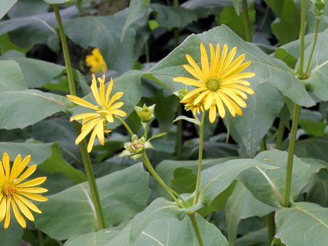 Silphium perfoliatum