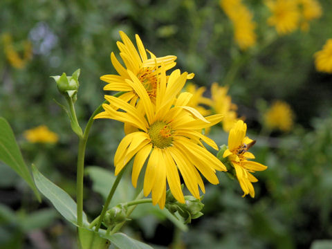 Silphium perfoliatum