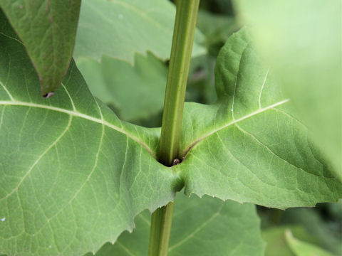 Silphium perfoliatum