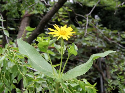 Silphium perfoliatum