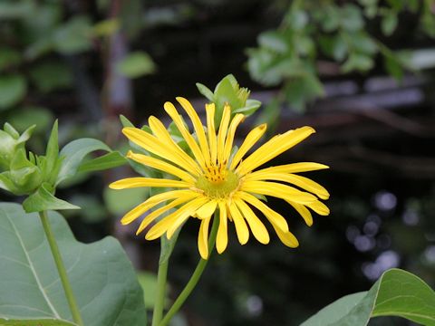 Silphium perfoliatum