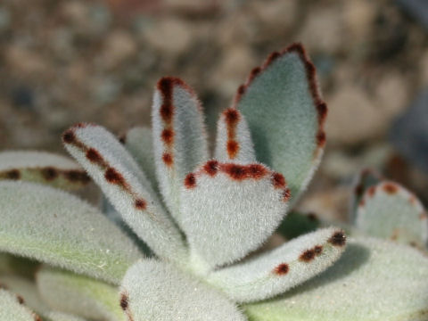 Kalanchoe tomentosa