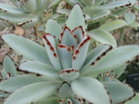 Kalanchoe tomentosa