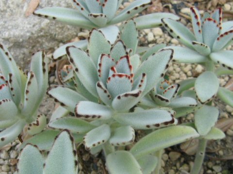 Kalanchoe tomentosa