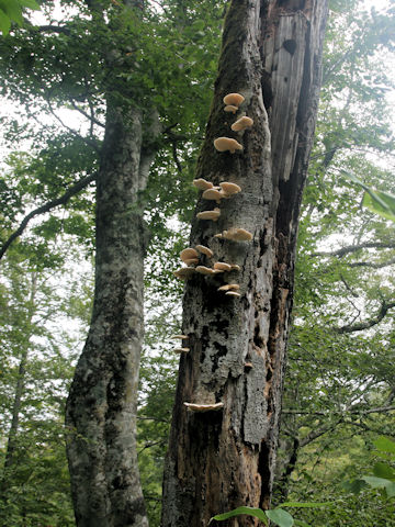 Omphalotus japonicus