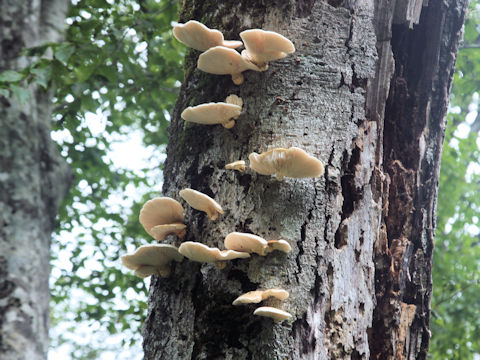 Omphalotus japonicus