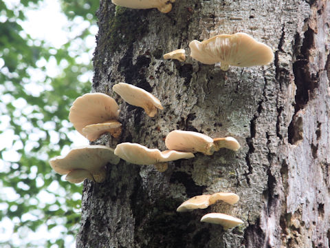 Omphalotus japonicus