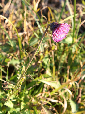 Cirsium sieboldii f. pilosiusculum