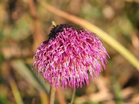 Cirsium sieboldii f. pilosiusculum