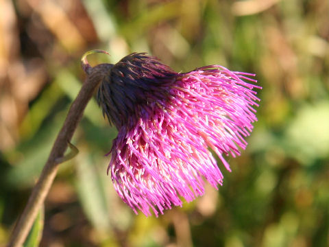 Cirsium sieboldii f. pilosiusculum