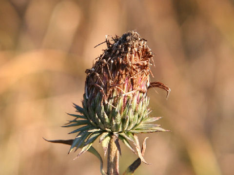 Cirsium sieboldii f. pilosiusculum