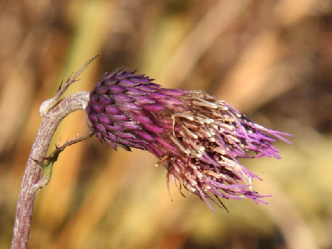 Cirsium sieboldii f. pilosiusculum